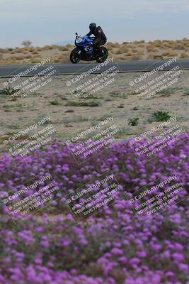media/Jan-14-2023-SoCal Trackdays (Sat) [[497694156f]]/Turn 14 Exit Bloomig (145pm)/